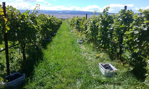 Harvest at Mesa Winds Farm in Hotchkiss Colorado